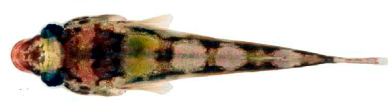 Apletodon incognitus_01